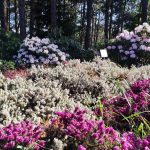 12 biljaka koje će vaš vrt jednom zauvijek riješiti korova