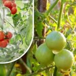 Dvjesto grama i zreli su: vrtlarica podijelila svoju staromodnu metodu bez kemikalija Dvjesto grama i zreli su: vrtlarica podijelila svoju staromodnu metodu