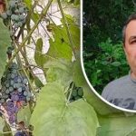 Jednostavan trik za dobru berbu: Vrtlar otkrio glavnog neprijatelja grožđa