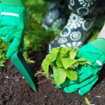 Kada saditi jagode u jesen kako biste u proljeće sakupili