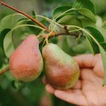 Kako pravilno orezati krušku da biste dobili veliku žetvu: savjeti vrtlara Kako pravilno orezati krušku da biste dobili veliku žetvu: savjeti