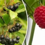 Moramo požuriti: koji se grmovi bobičastog voća sade u rujnu