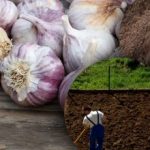 Ozimi češnjak to ne voli: vrtlar je otkrio tajnu idealne gredice za zimu Ozimi češnjak to ne voli: vrtlar je otkrio tajnu idealne