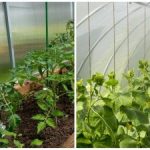 Rekordna žetva iznenadit će čak i susjede: kako brzo navlažiti tlo u stakleniku Rekordna žetva iznenadit će čak i susjede: kako brzo navlažiti