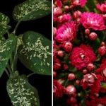 Tri sobne biljke koje privlače štetočine u kuću Tri sobne biljke koje privlače štetočine u kuću