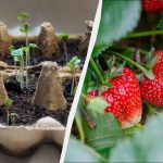 Vrijeme je za sadnju sadnica jagoda: ovo su najbolji dani